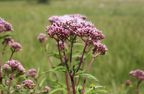Wasserdost (Eupatorium cannabinum) - © Emanuel Trummer